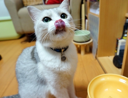 カナガンキャットフード